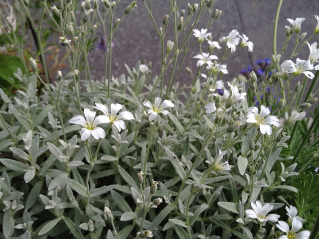 IMG_8942 (640x480).jpg