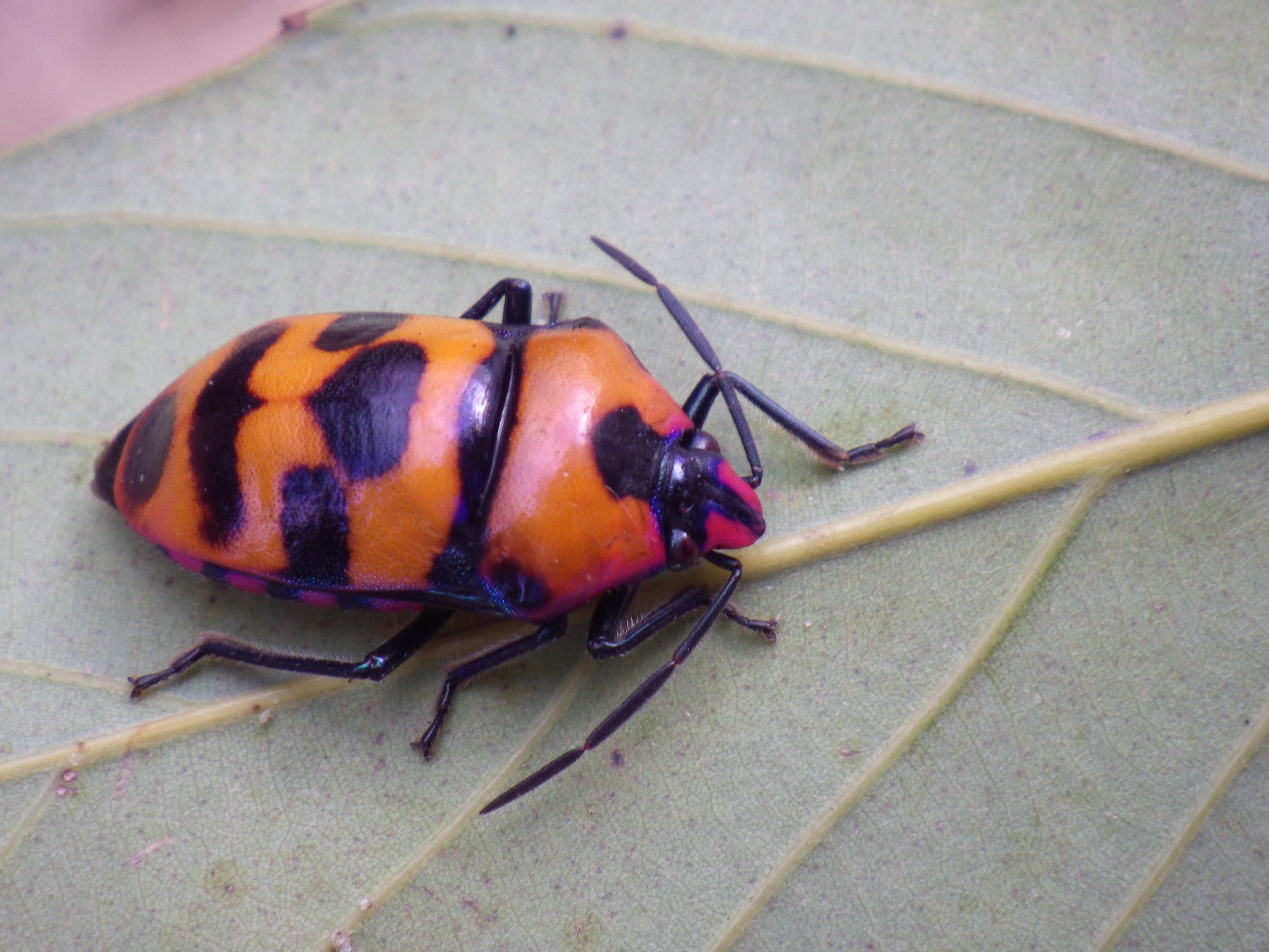 オオキンカメムシ