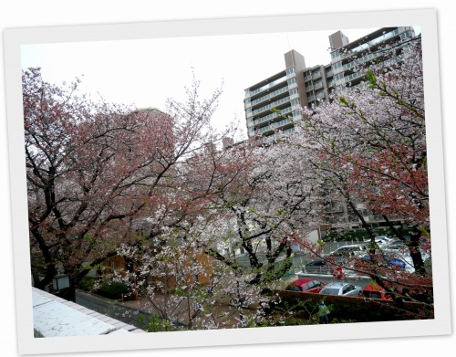 2020-03-30桜3.jpg