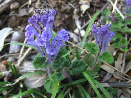 タツナミソウの花 4月のウォーキングコースの植物 しろうと自然科学者の自然観察日記 楽天ブログ