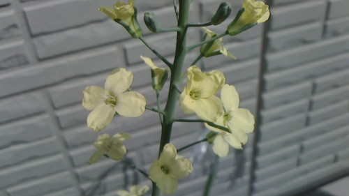 ホウレンソウの花と茎ブロッコリーの花 ゞ ネコ様とガーデニング 楽天ブログ