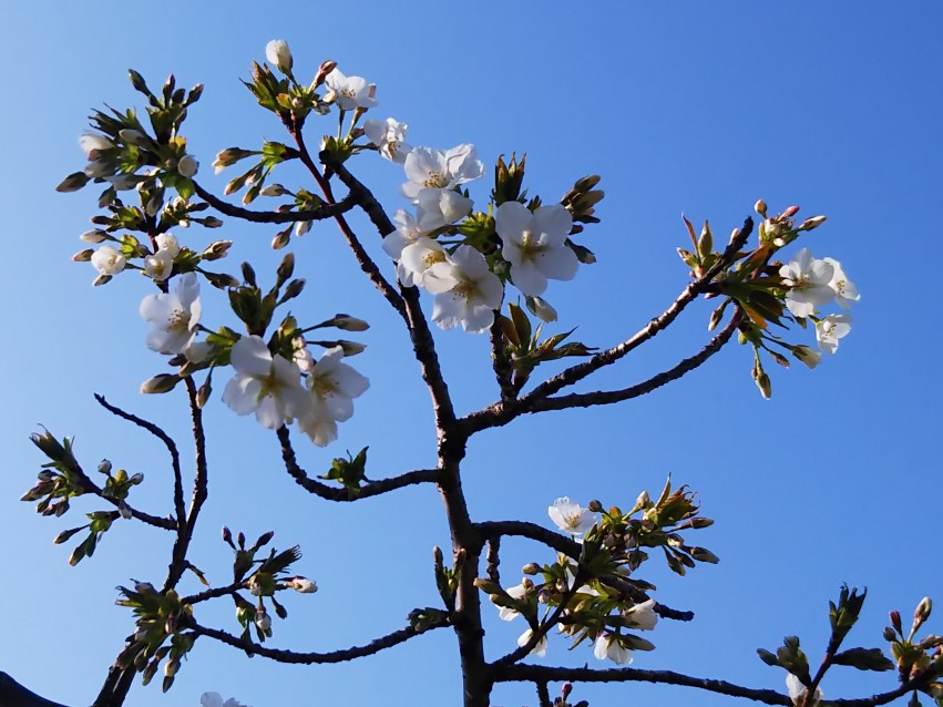 真っ白な桜咲き始め2022.jpg