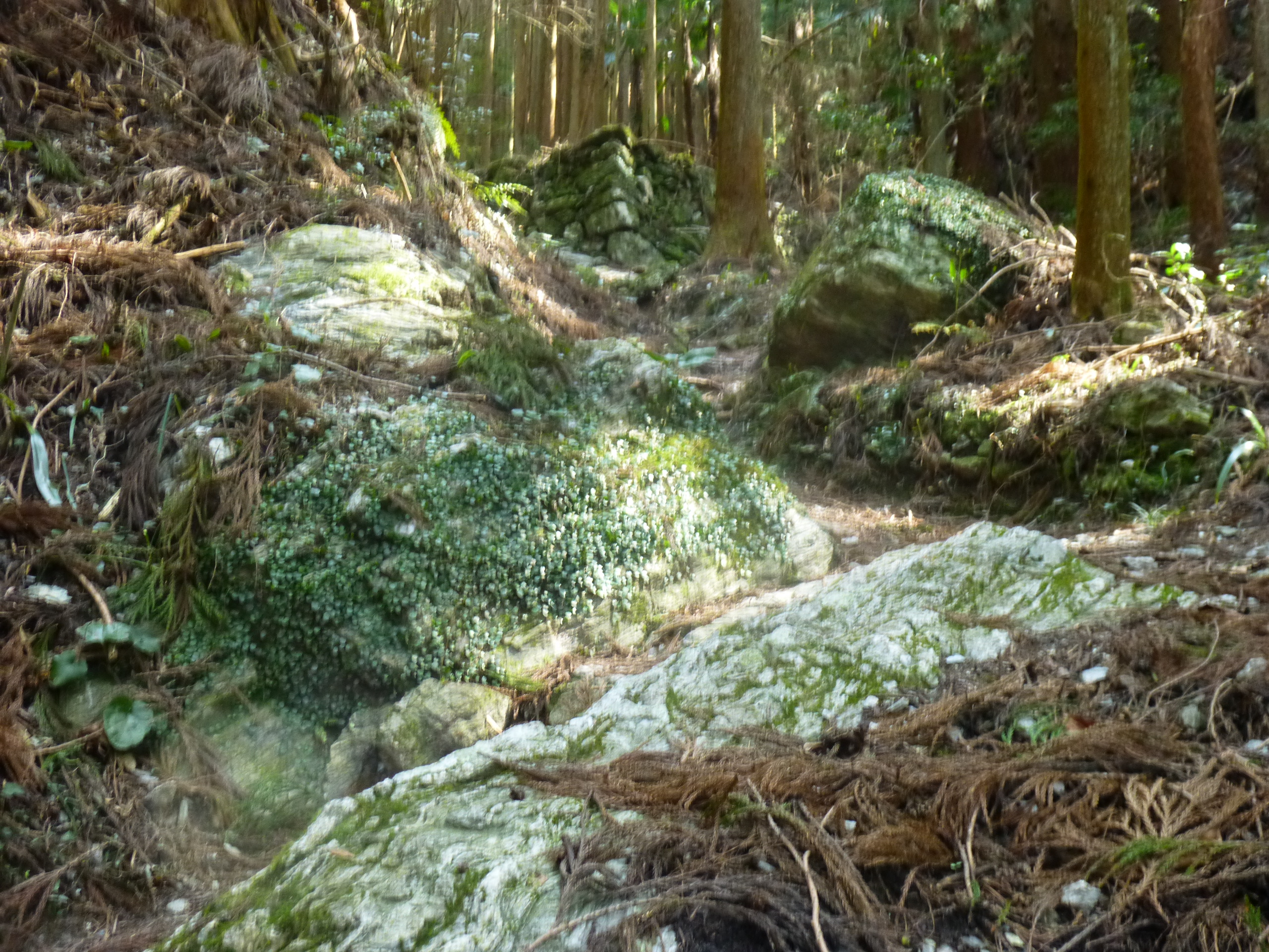 もう一度　焼山寺