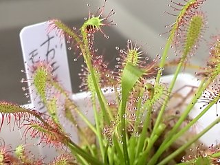 ドロセラ モウセンゴケ の栽培 僕の食虫植物日記 楽天ブログ