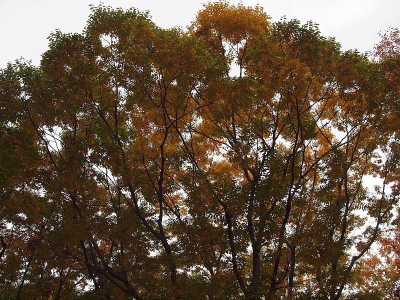 PB089918.JPG