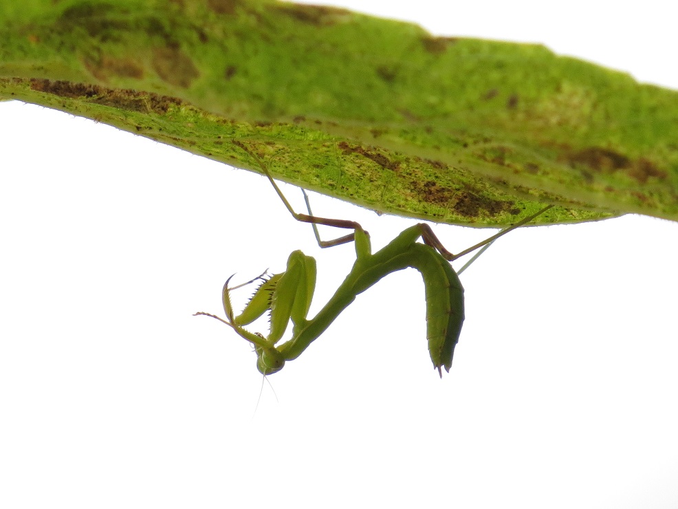 カマキリ5935.jpg