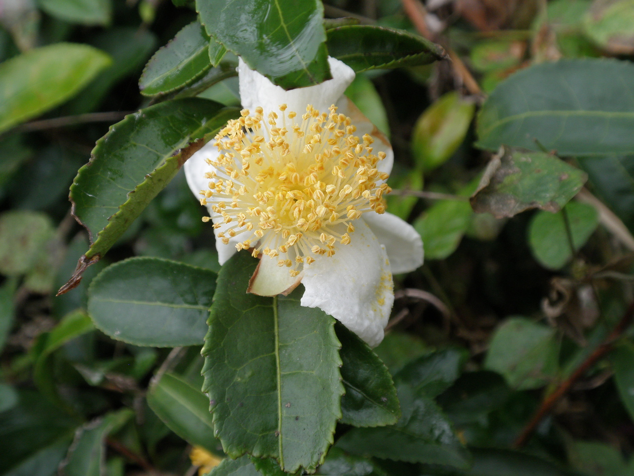 PA232437.JPG