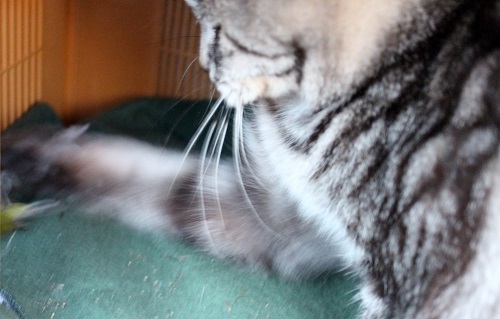 目白を食う (3).JPG