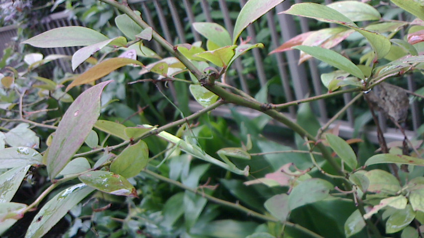 NEC_0127.JPG