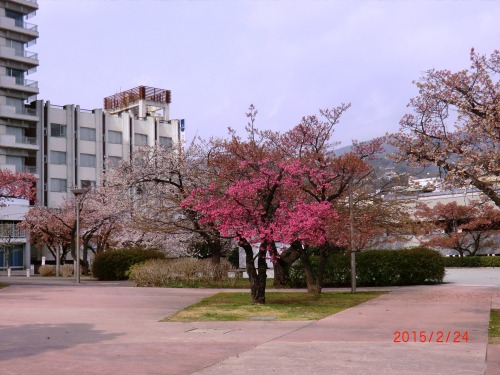 桜15-2-25 012.JPG