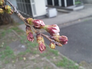 桜の蕾（３月１８日）.jpg