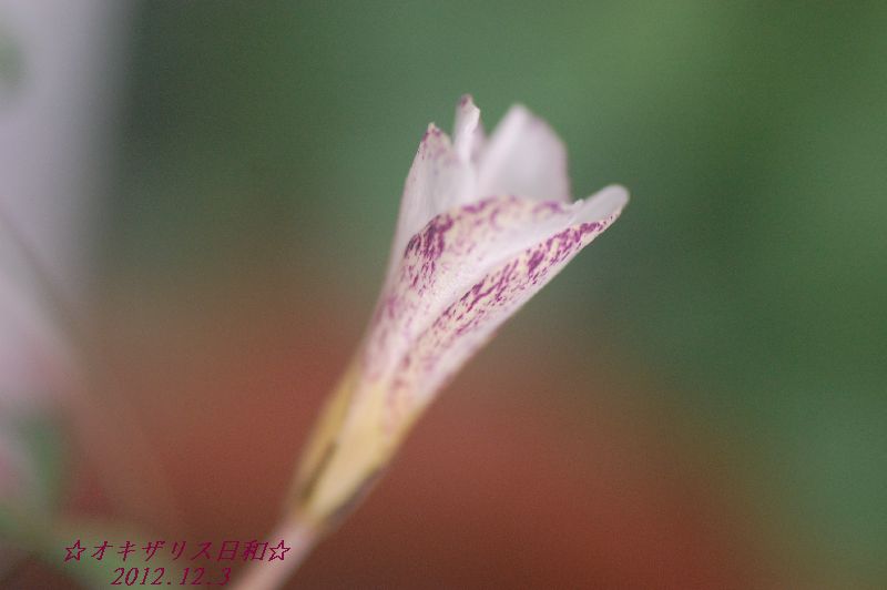 DSC_5223.JPG