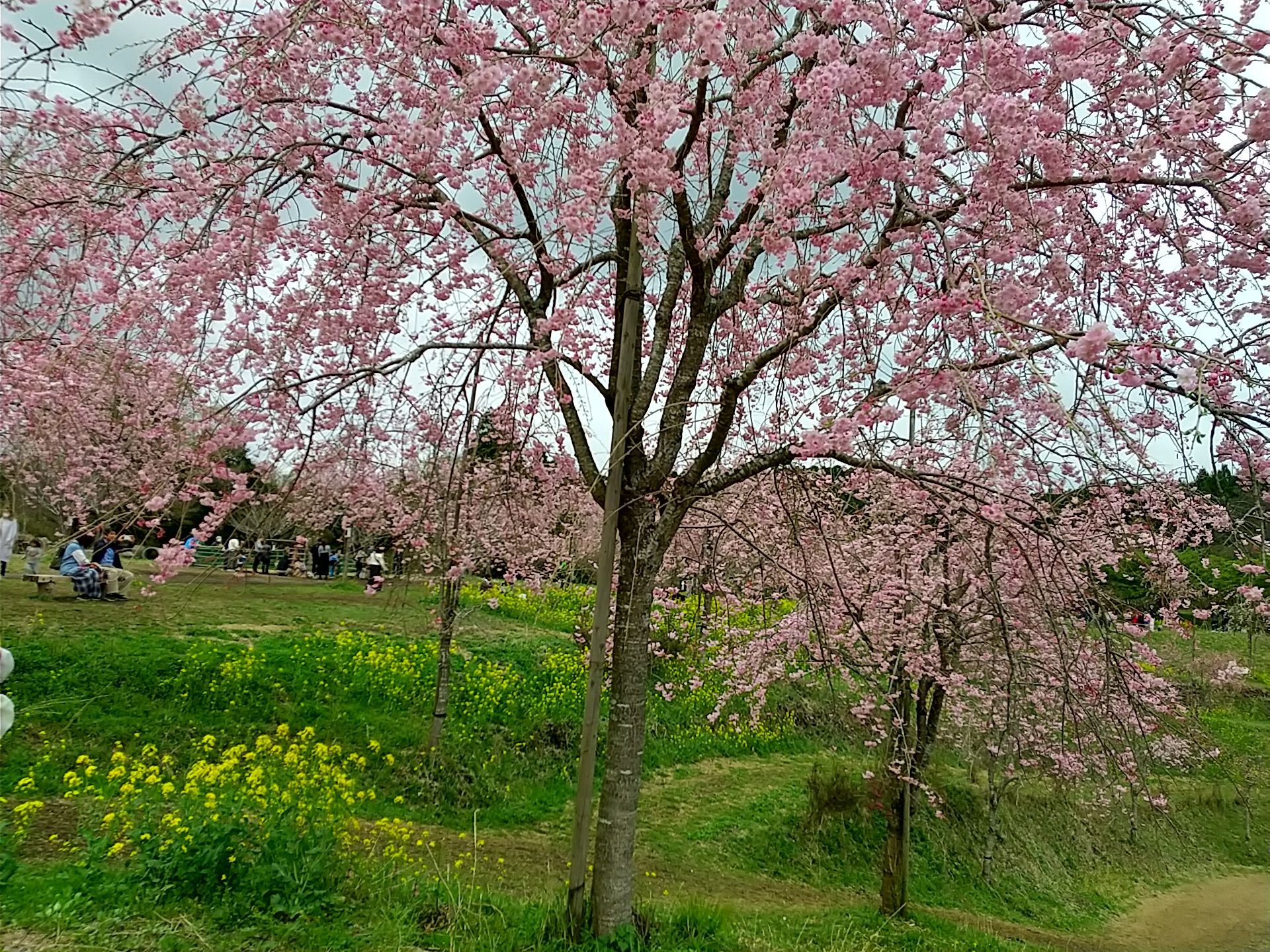 しだれ桜の里 (7).JPG