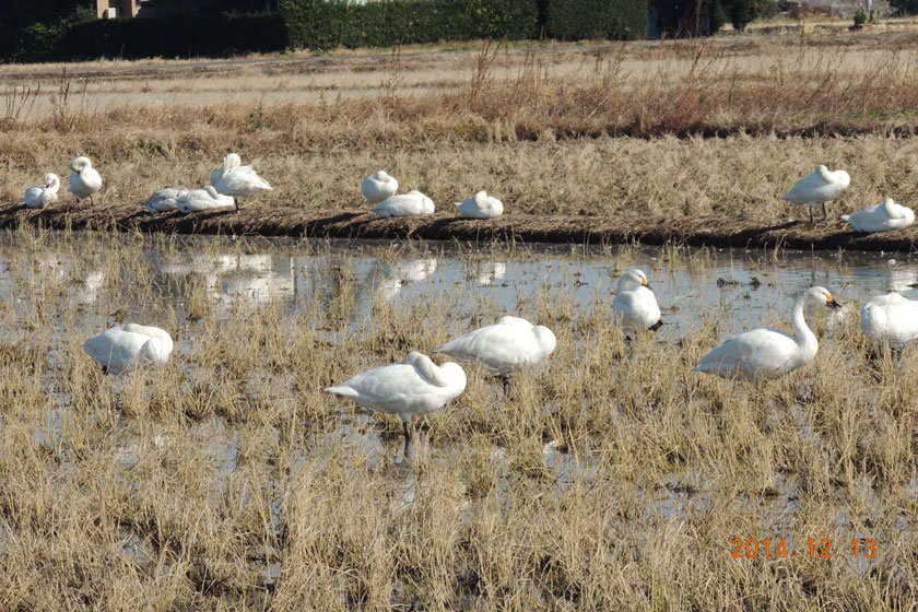 白鳥　26,12-042w.jpg
