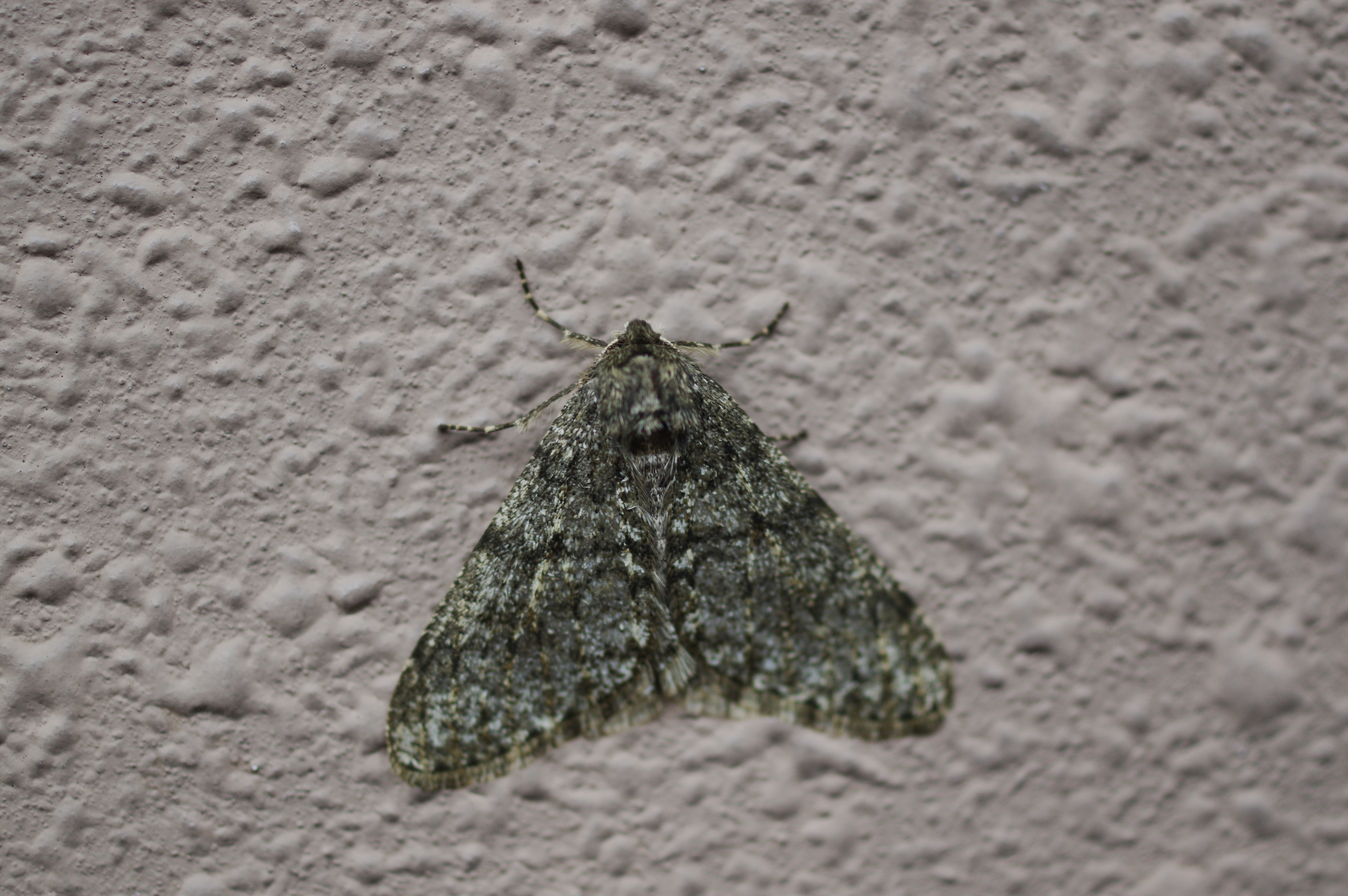 シモフリトゲエダシャク