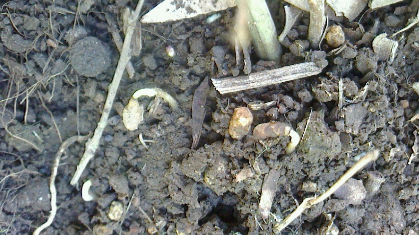 NEC_0674.JPG