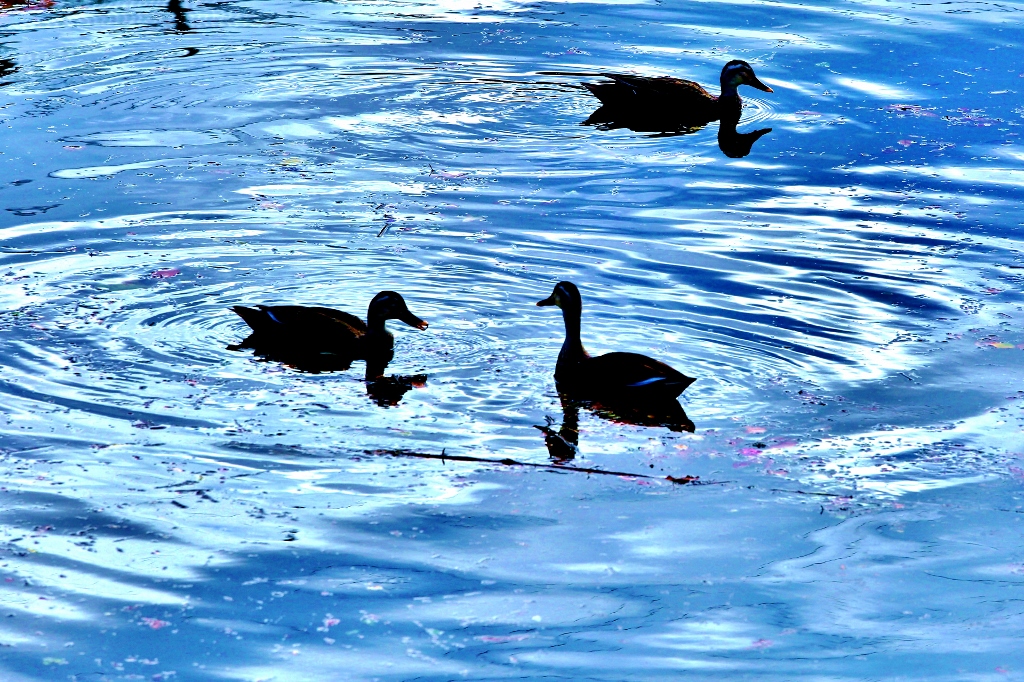 B97A6485 (1024x682).jpg