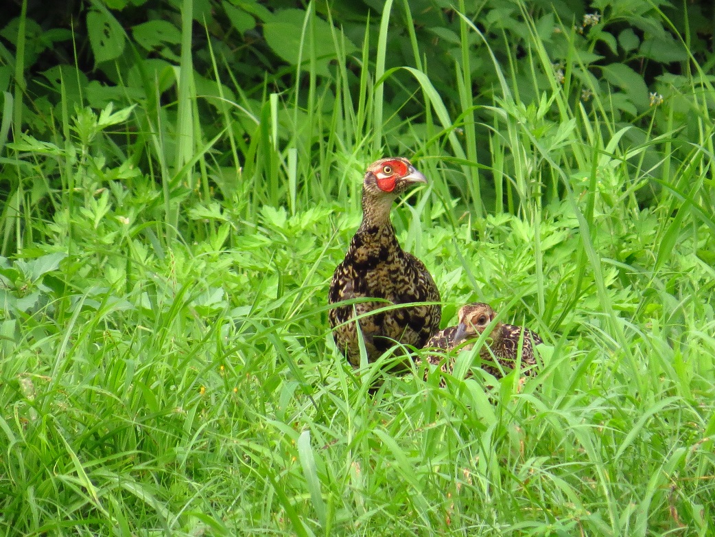 キジ若鳥9029.jpg