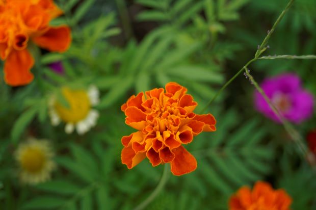 _DSC1042.JPG