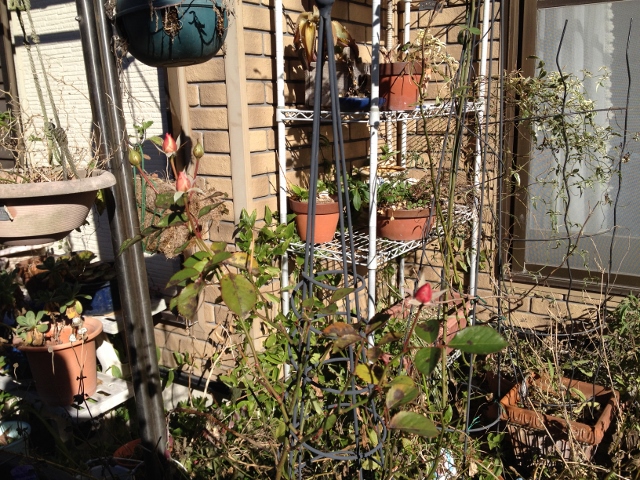 IMG_2580 (640x480).jpg