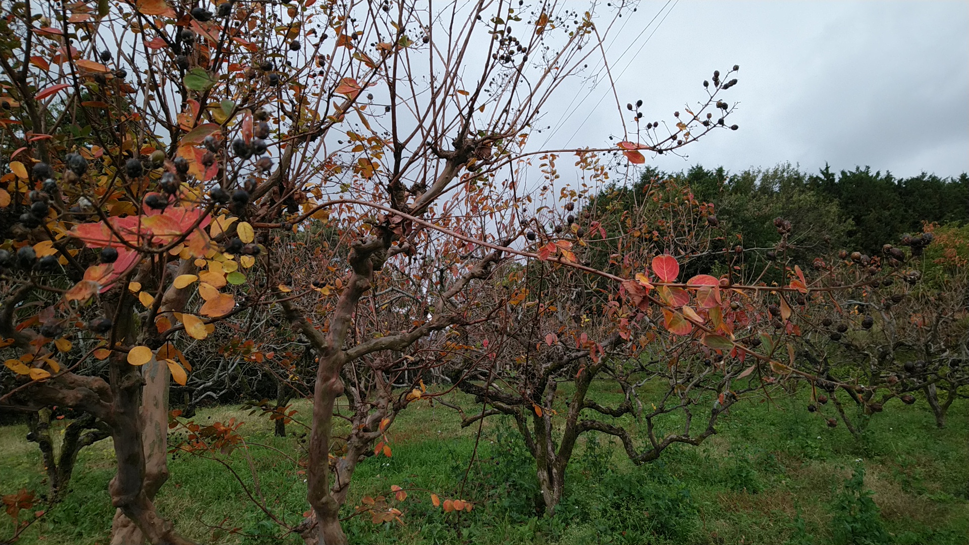 20191124  DSC_0007.jpg.jpg