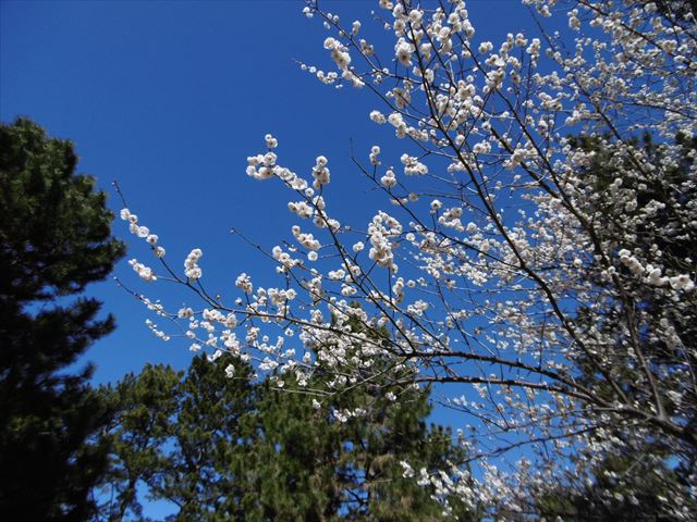 P1000920_R.JPG