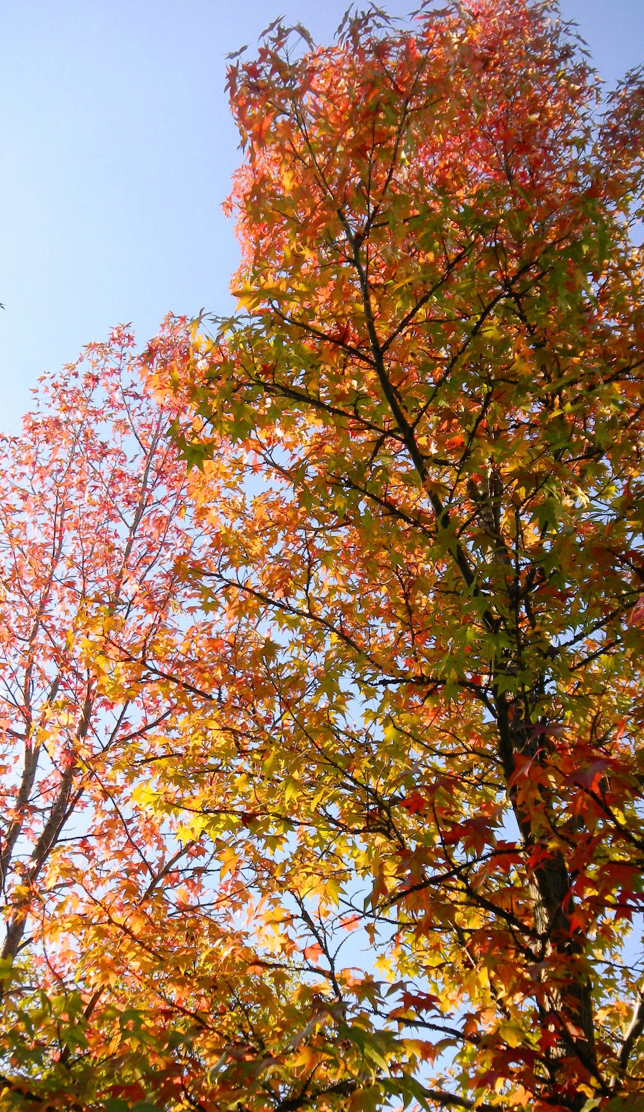 19紅葉 (2)(V.2012_10_26__10_46_03).jpg