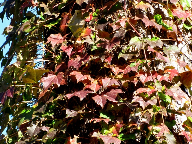 004ツタ2012.11.9-1.JPG