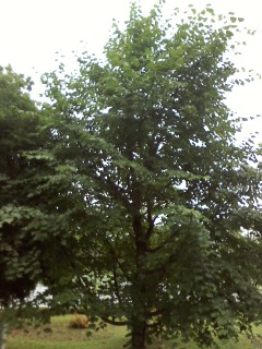 20120720 tree2  15.JPG