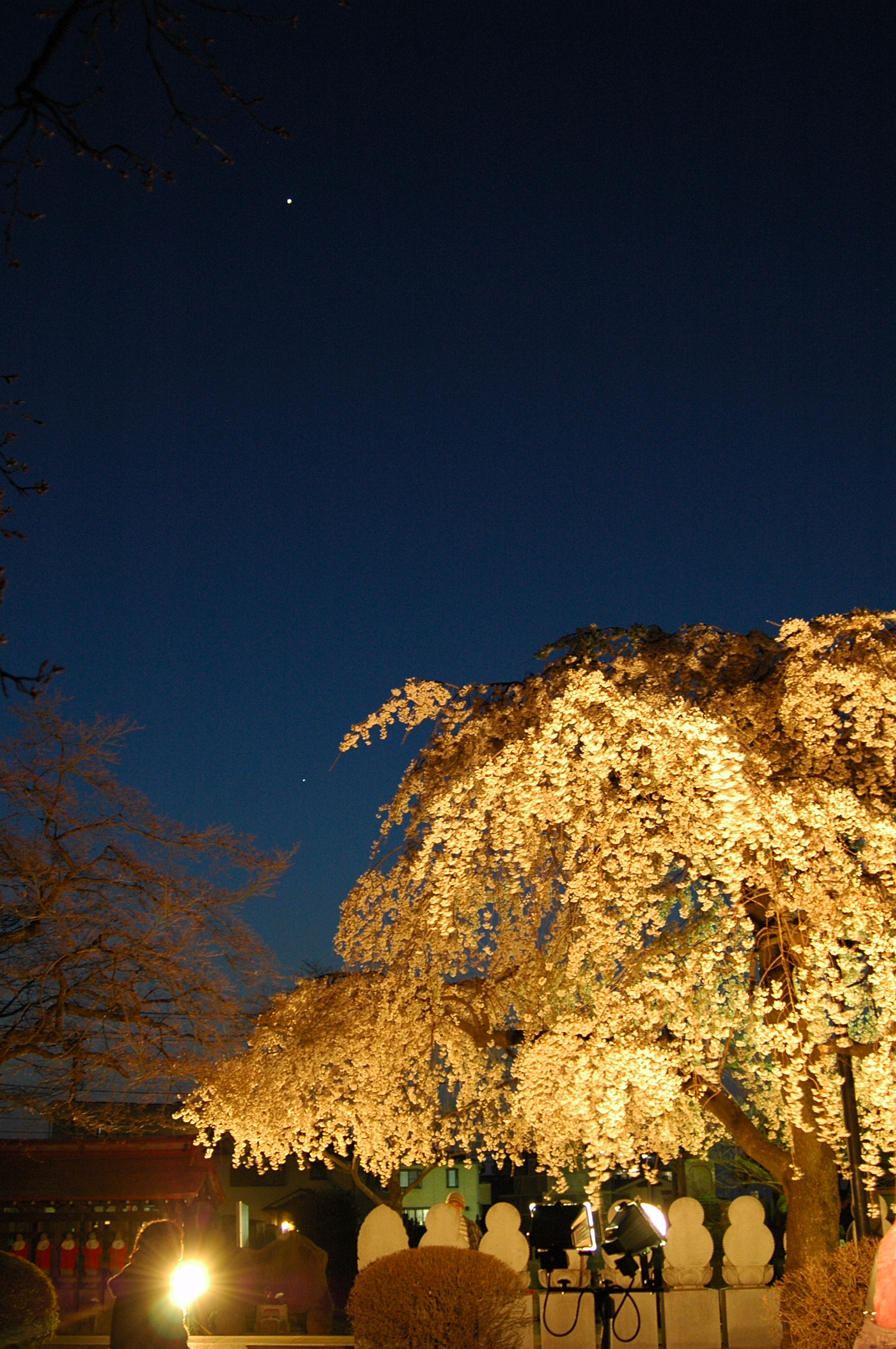 120408hanami5