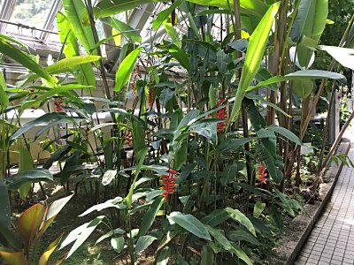 京都府立植物園ﾍﾘｺﾆｱ･ﾛｽﾄﾗﾀ.jpg