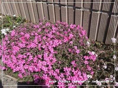 DSCF9334.JPG