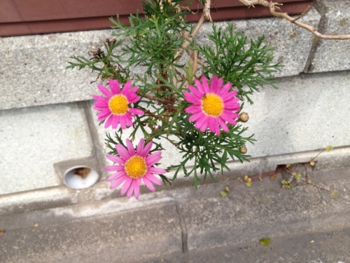 IMG_6961 (640x480).jpg