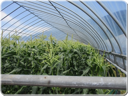 2915トウモロコシのハウス_2915.jpg