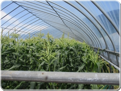 2915トウモロコシのハウス_2915.jpg