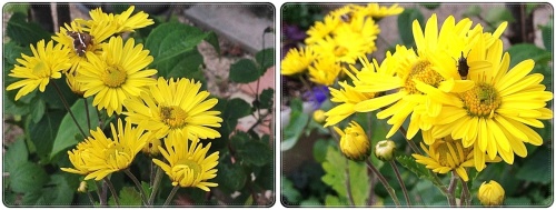 黄色菊2枚.jpg