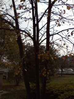 20121031 street-tree2 10.JPG