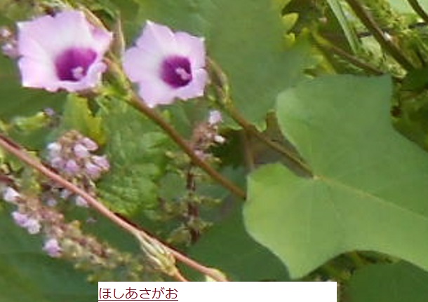 ほしあさがお.JPG