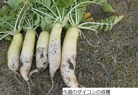 だいこん (2).JPG
