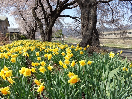 4横河川桜水仙.JPG