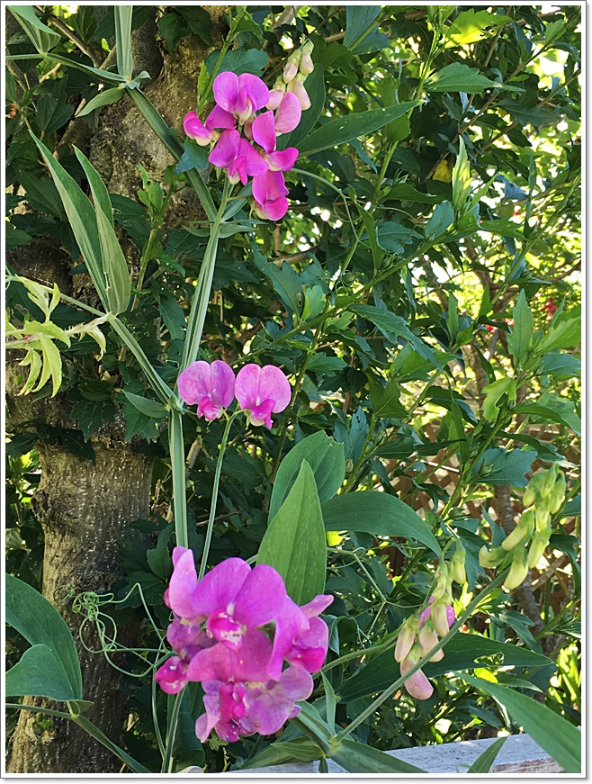 縦宿根スイトピー_4055.JPG