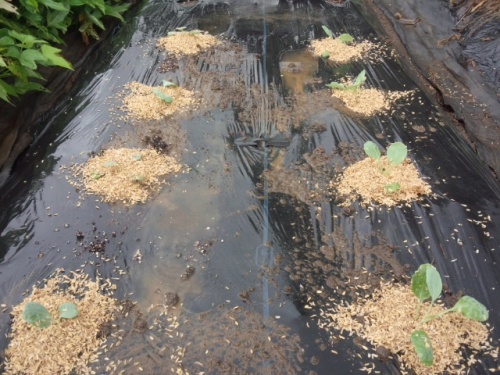 04雨でも出来る定植作業