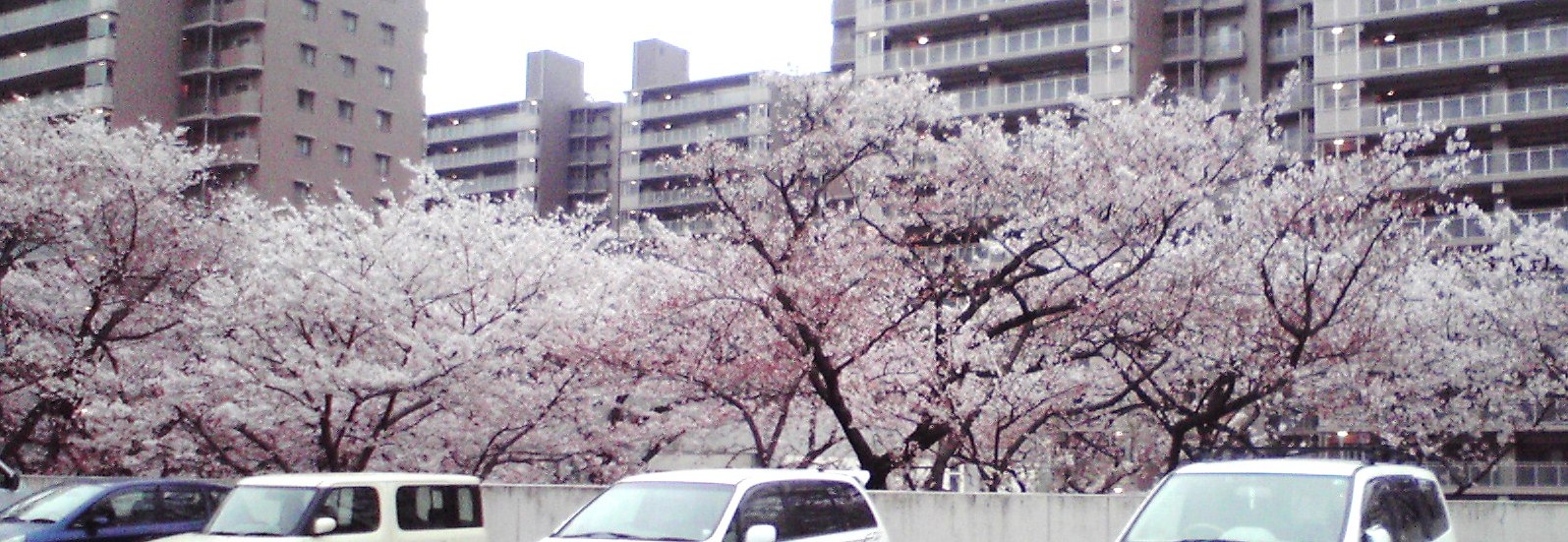 スーパー屋上からの桜.JPG