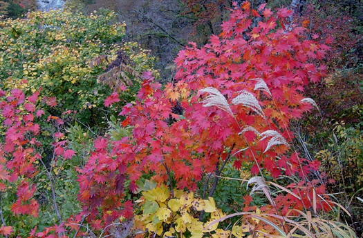 姥ケ滝への紅葉