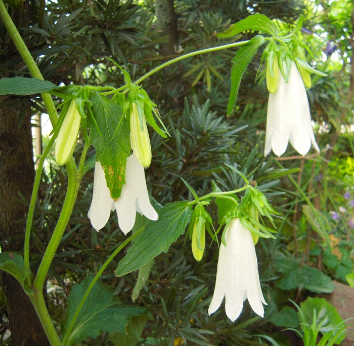 DSCN6365.JPG