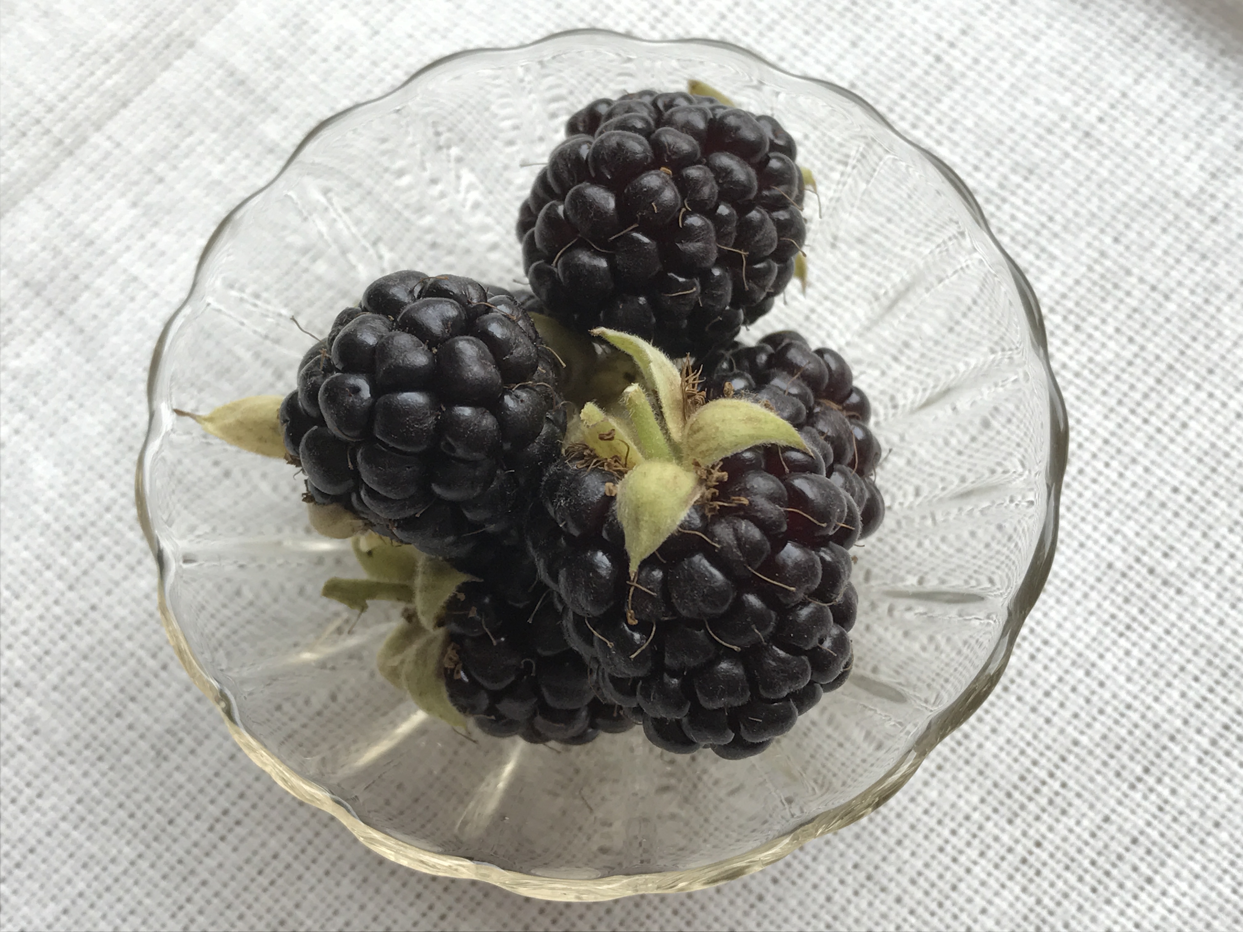 ボイセンベリー　初収穫