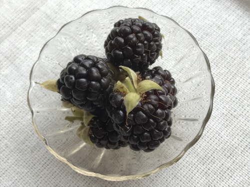 ボイセンベリー　初収穫