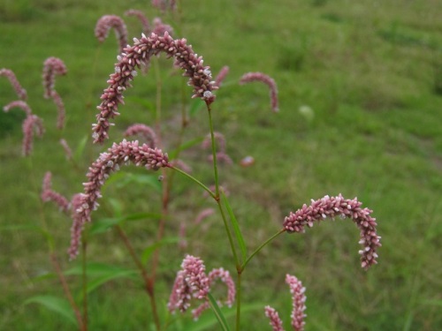 サナエタデと思われるタデ科イヌタデ属の花 詳しく観察してみました 立川市 泉町西公園での自然観察 その14 最終回 しろうと自然科学者の自然観察日記 楽天ブログ