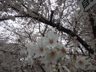 2015年桜その2