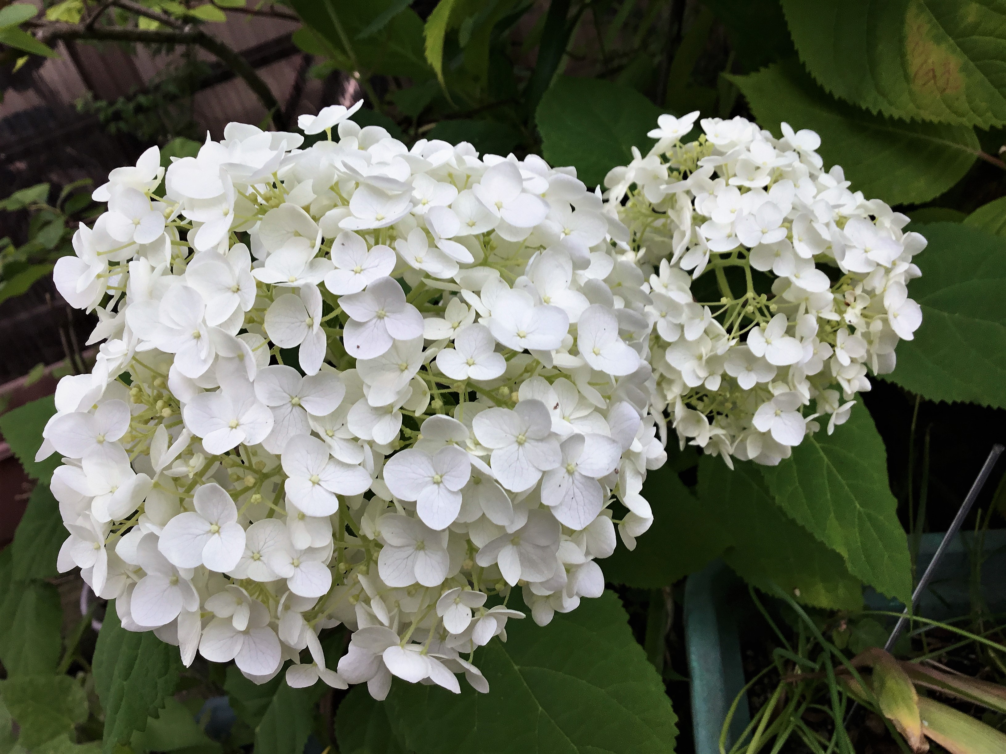 2018.6.21 白いアジサイ　中林さんのお庭.JPG